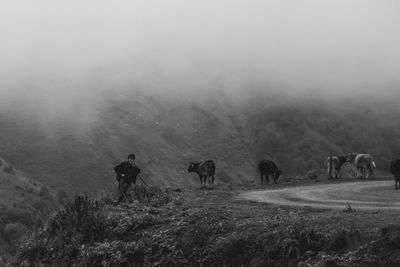Man with cattle standing on field during foggy weather