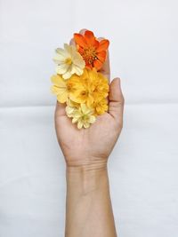 Close-up of hand holding yellow flower against white background