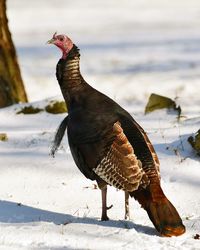 Close-up of a bird on snowy field