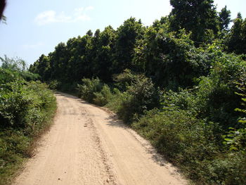 Dirt road amidst trees against sky