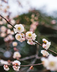 Close-up of white cherry blossom