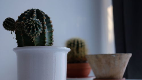 Close-up of potted plant on table