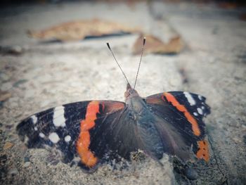 Close-up of butterfly