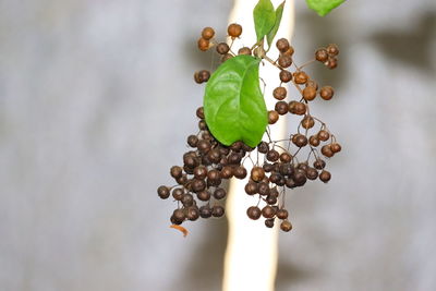 Close-up of berries on plant