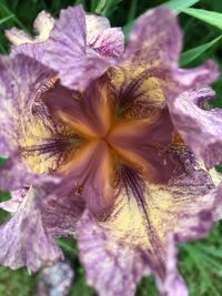 Close-up of purple flowering plant