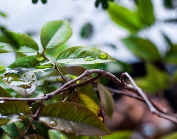 Close-up of fresh green leaves on plant