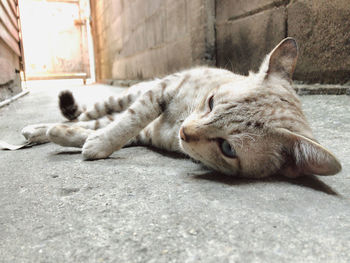 Close-up of a cat sleeping