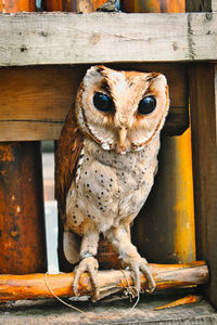 Close-up of barn owl