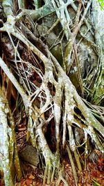 High angle view of dry leaves on field