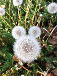 Close-up of dandelion