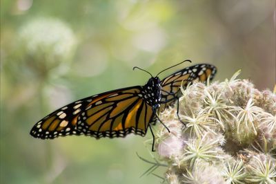 Close-up of butterfly on flower