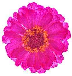 Close-up of pink flower over white background