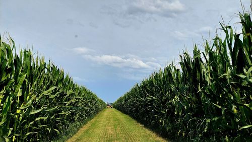 Plants growing on field against sky