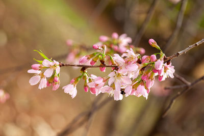 Close-up of pink cherry blossoms in spring