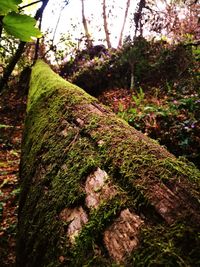 Low angle view of moss on tree trunk