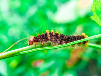 Close-up of insect on leaf