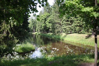 Scenic view of lake amidst trees in forest