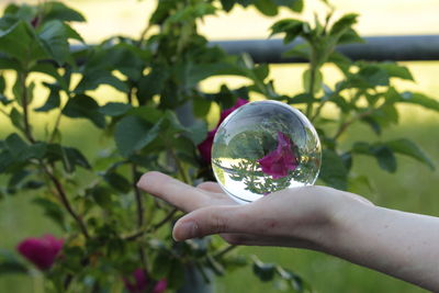 Close-up of hand holding glass with reflection of trees