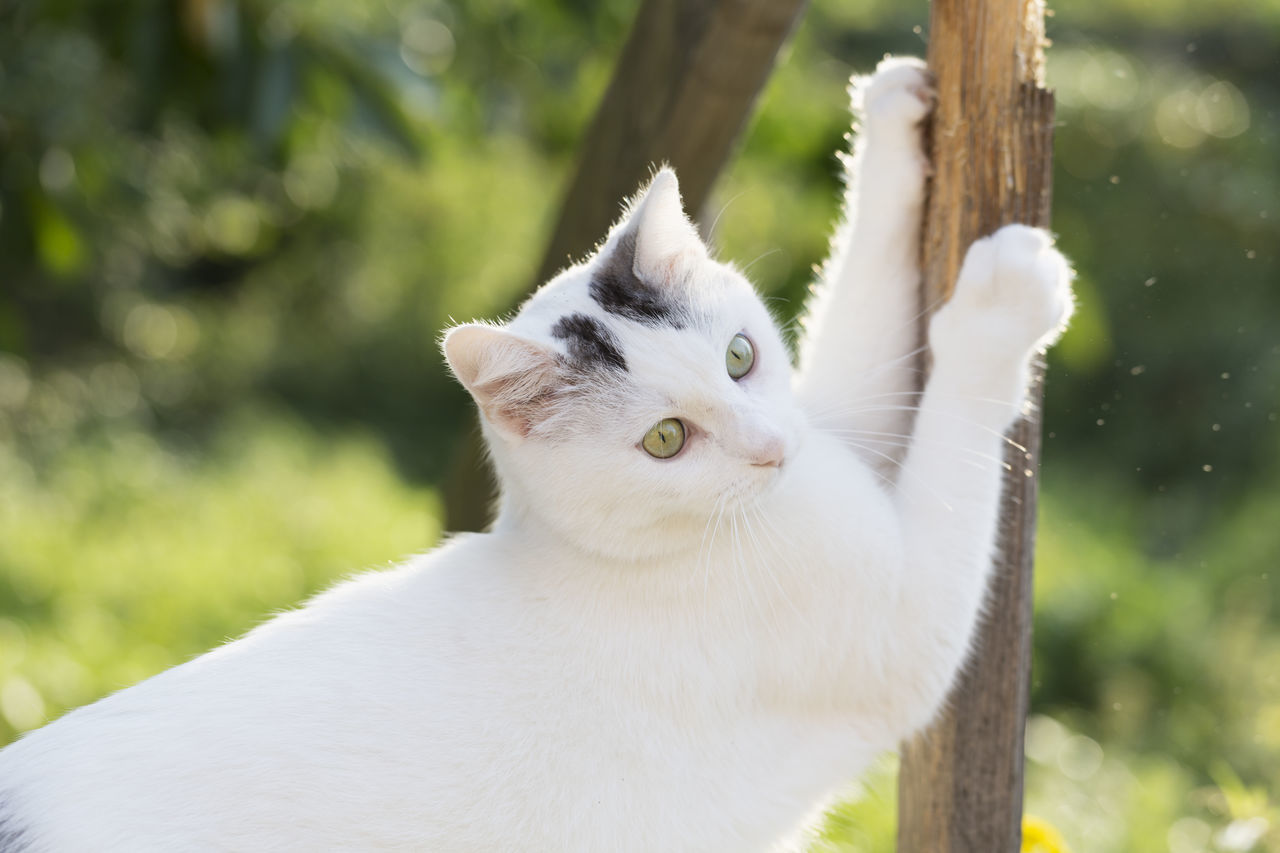 PORTRAIT OF WHITE CAT OUTDOORS