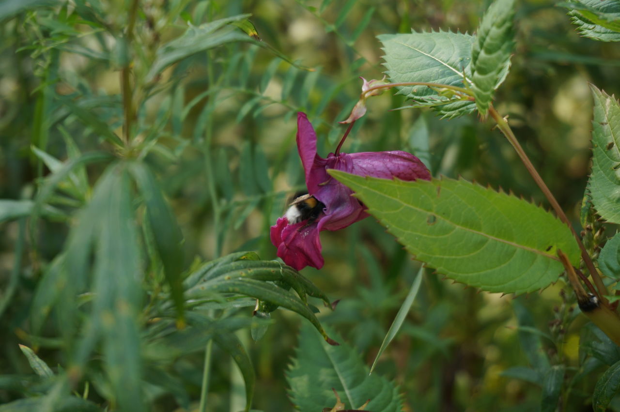 CLOSE-UP OF PURPLE FLOWERING PLANT