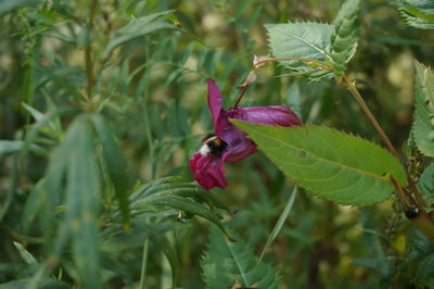 Close-up of pink flowering plant