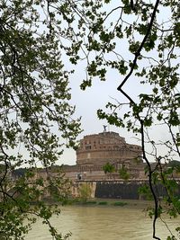 Plants growing by building against sky