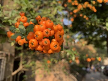 Close-up of orange fruits on tree