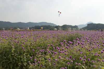 View of flowers in field