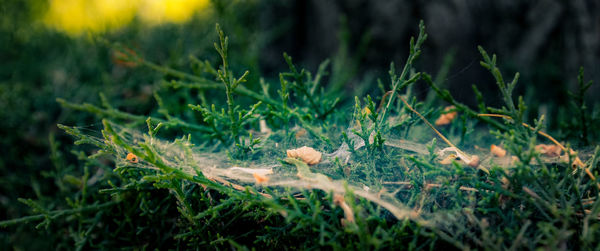 Close-up of plants growing on field