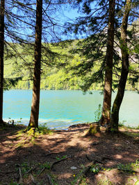 Trees by lake in forest against sky