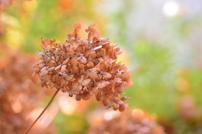 Close-up of wilted plant