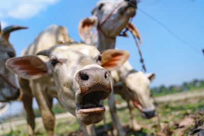 Close-up of cow on field