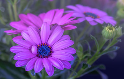 Close-up of pink flower