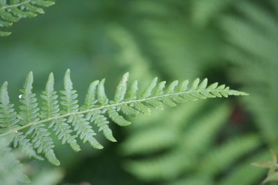 Close-up of fresh green plant