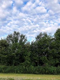 Plants growing on field against sky