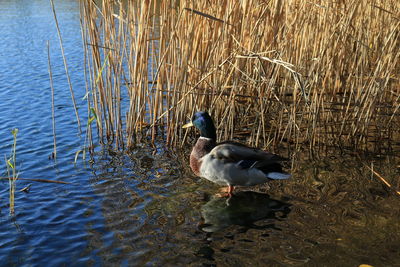 Duck swimming in lake