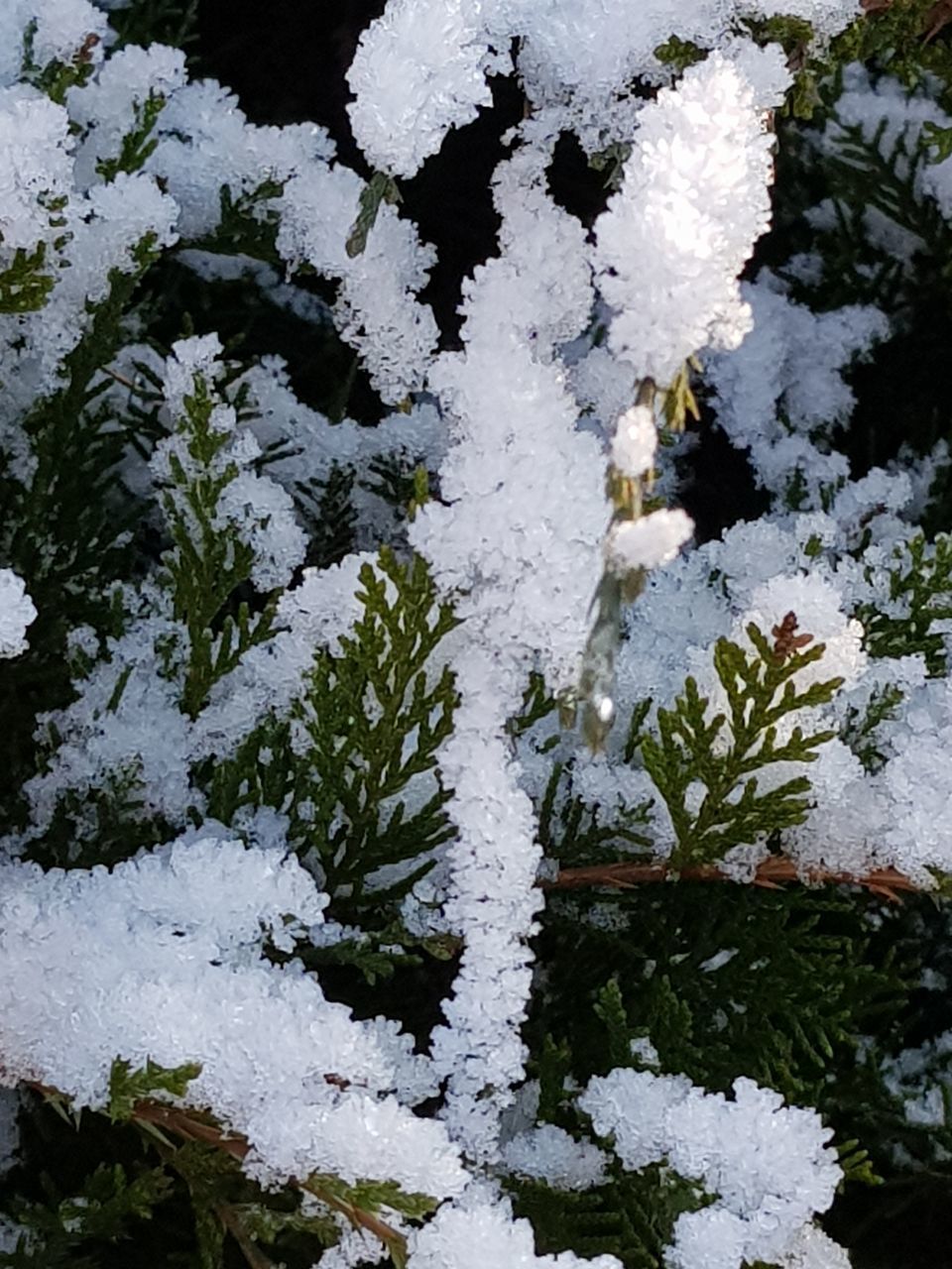 FULL FRAME SHOT OF FROZEN PLANTS