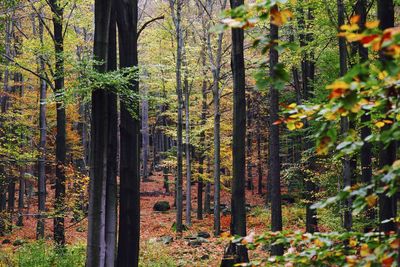 Trees and plants in forest