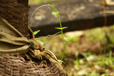 Close-up of lizard in basket