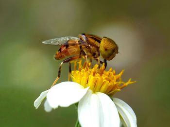 Close-up of bee perching on yellow flower