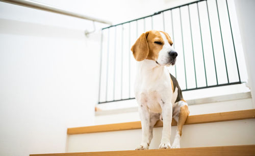 Dog looking away while sitting on window at home