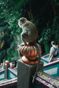 Monkey against blurred background