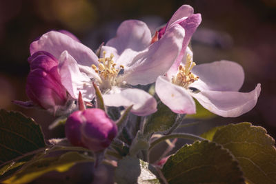 Close-up of pink flowering plant