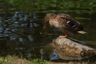 Bird perching on a lake