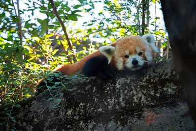 Fox relaxing on a wall