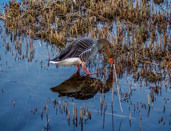 Birds in lake