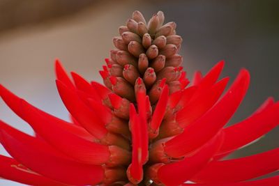 Close-up of red rose flower