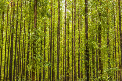 Full frame shot of bamboo trees