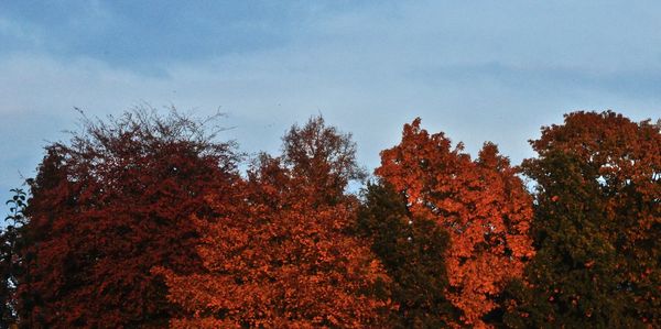 Trees against sky