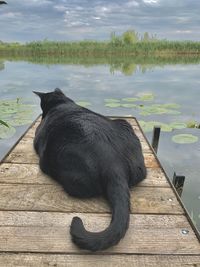 Black horse in a lake